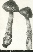 Amanitopsis strangulata image