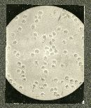 Clitocybula lacerata image