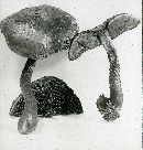 Gymnopilus aeruginosus image