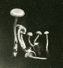 Ossicaulis lignatilis image