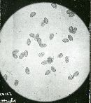 Inocybe mixtilis image
