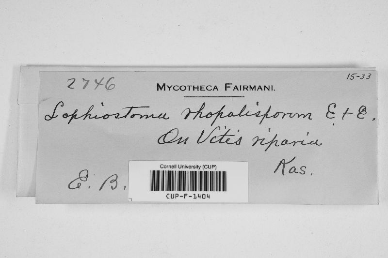 Lophiostoma rhopalosporum image