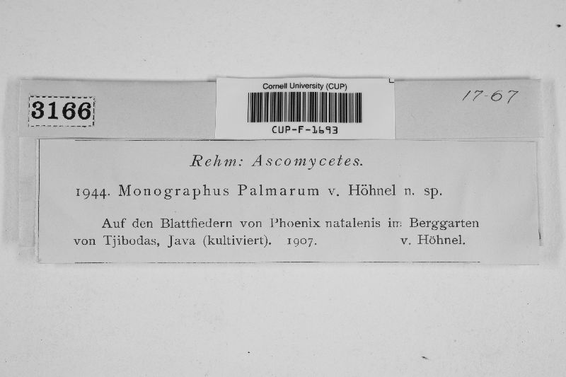 Monographus palmarum image