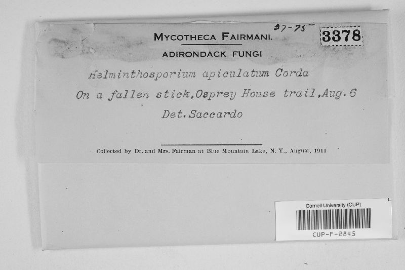 Helminthosporium apiculatum image