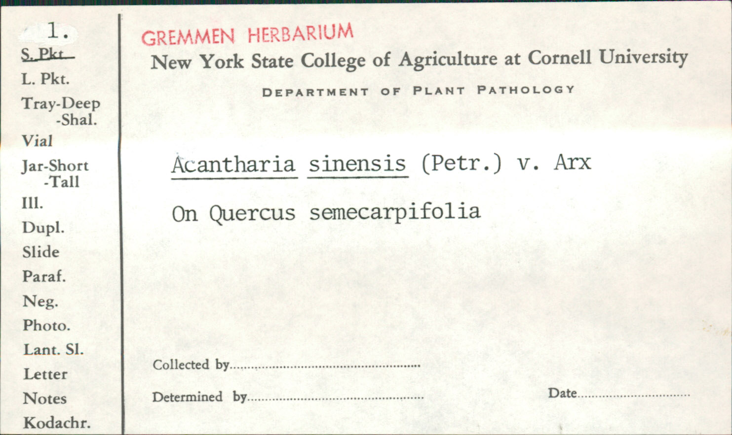Acantharia sinensis image