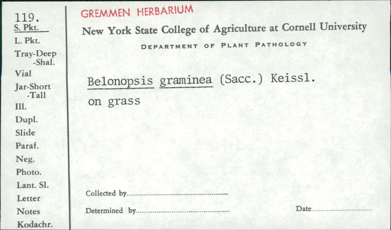 Belonopsis graminea image