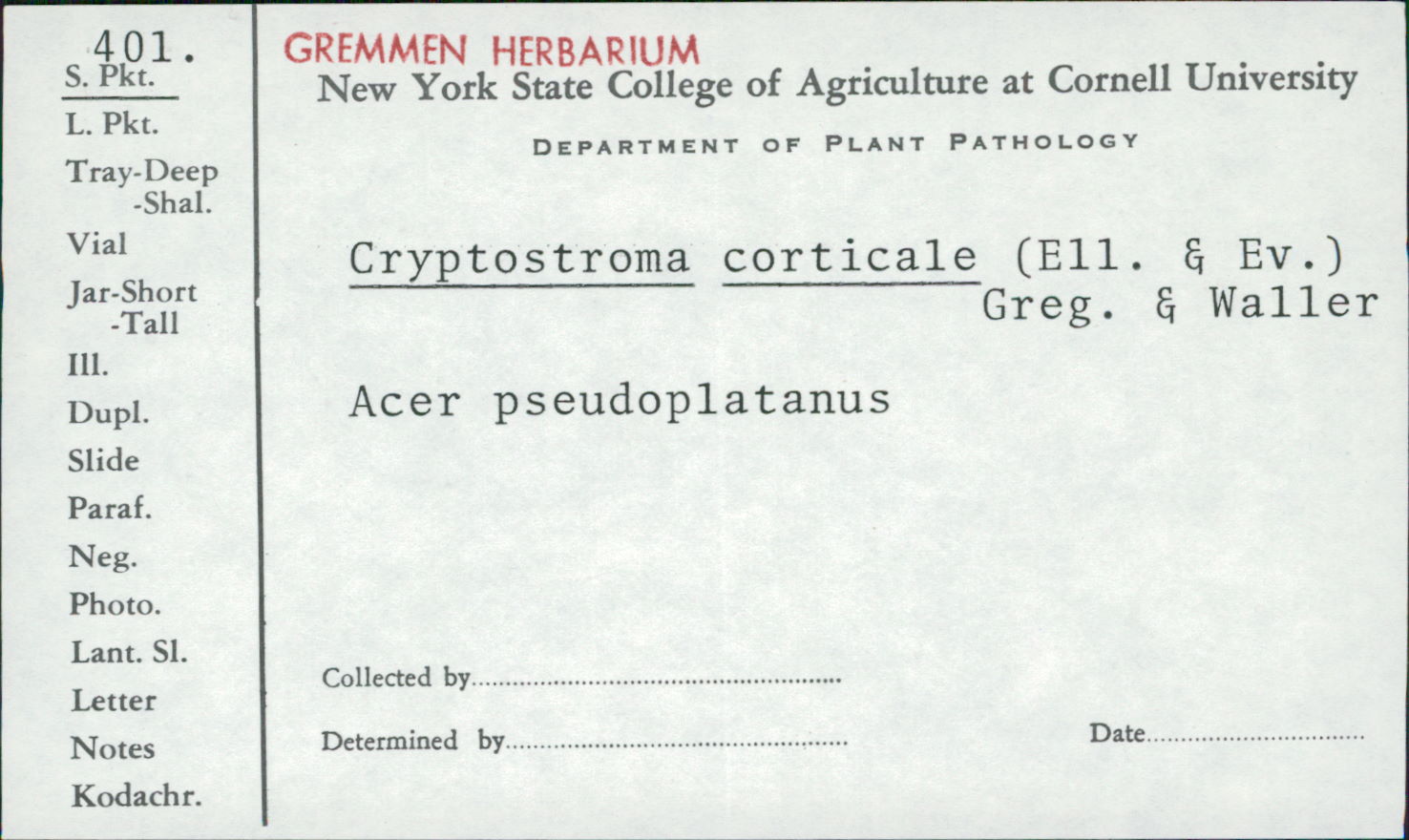 Cryptostroma image