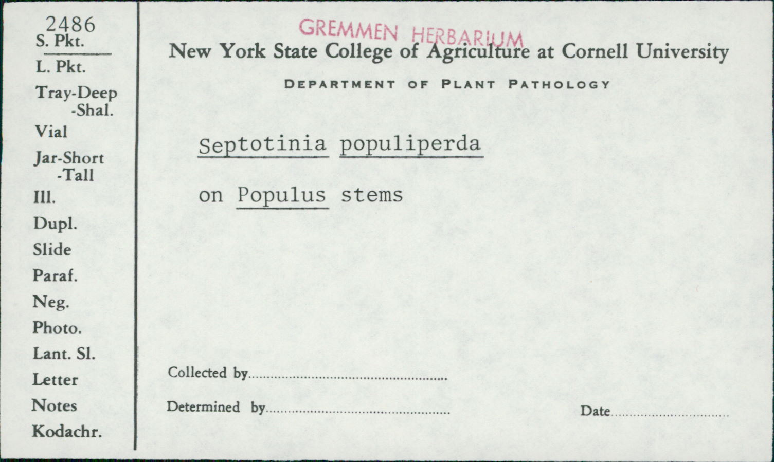 Septotinia image