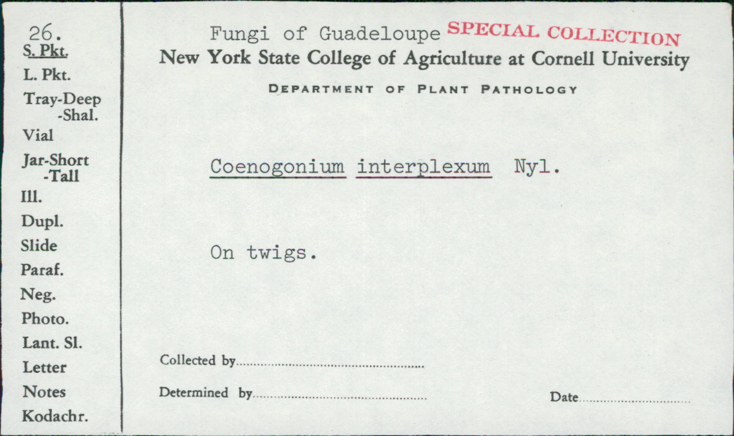 Coenogonium interplexum image