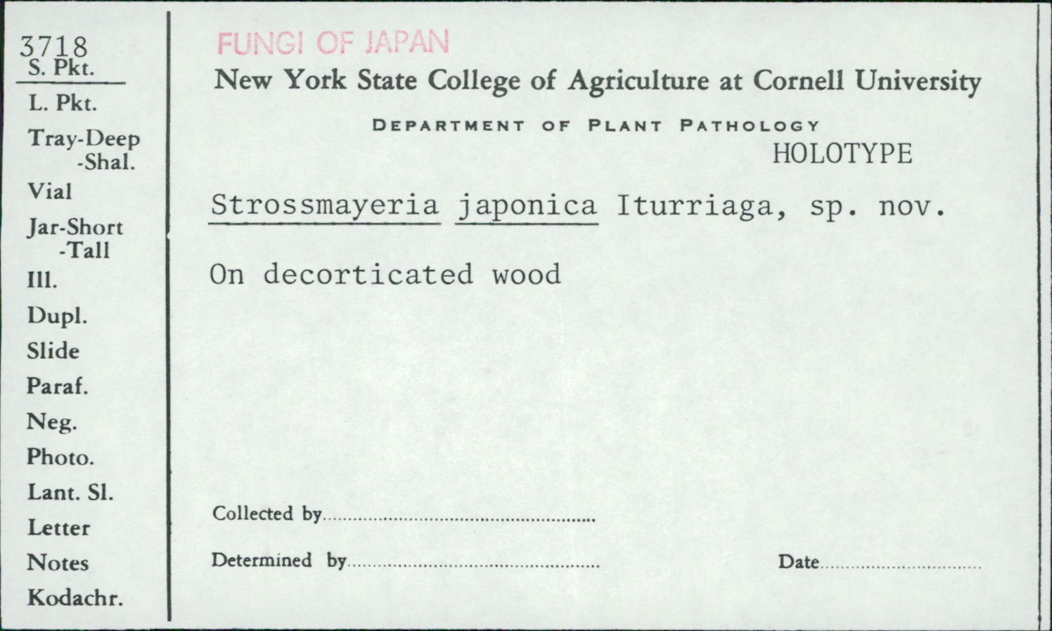 Strossmayeria japonica image