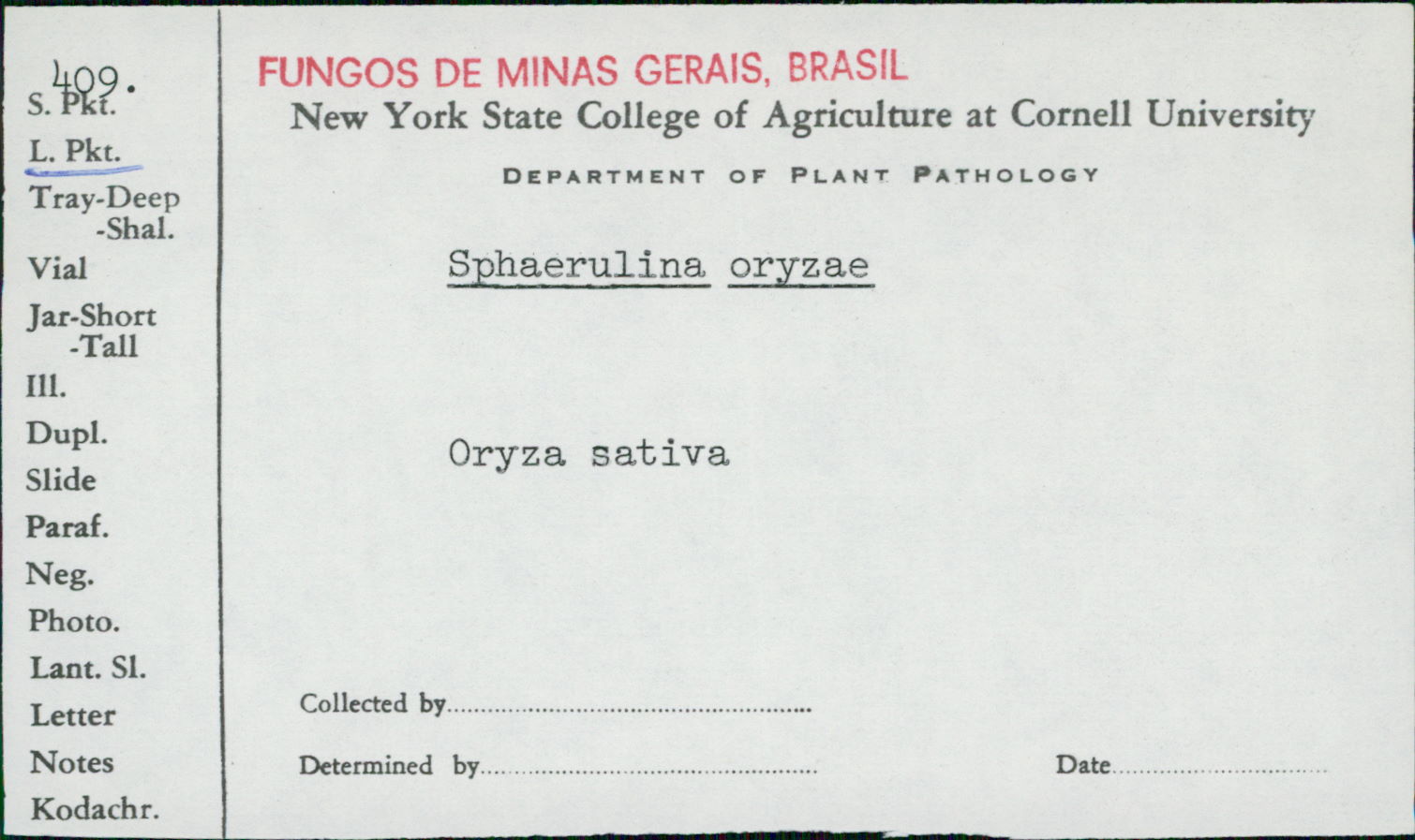 Sphaerulina oryzae image