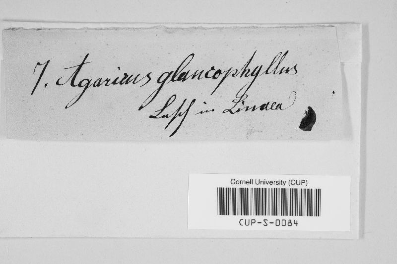 Agaricus glaucophyllus image