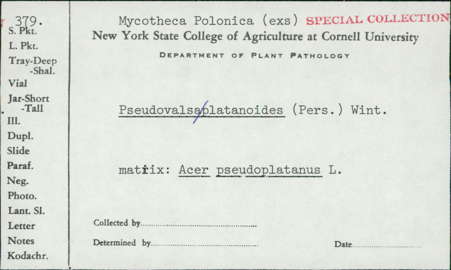 Prosthecium platanoidis image