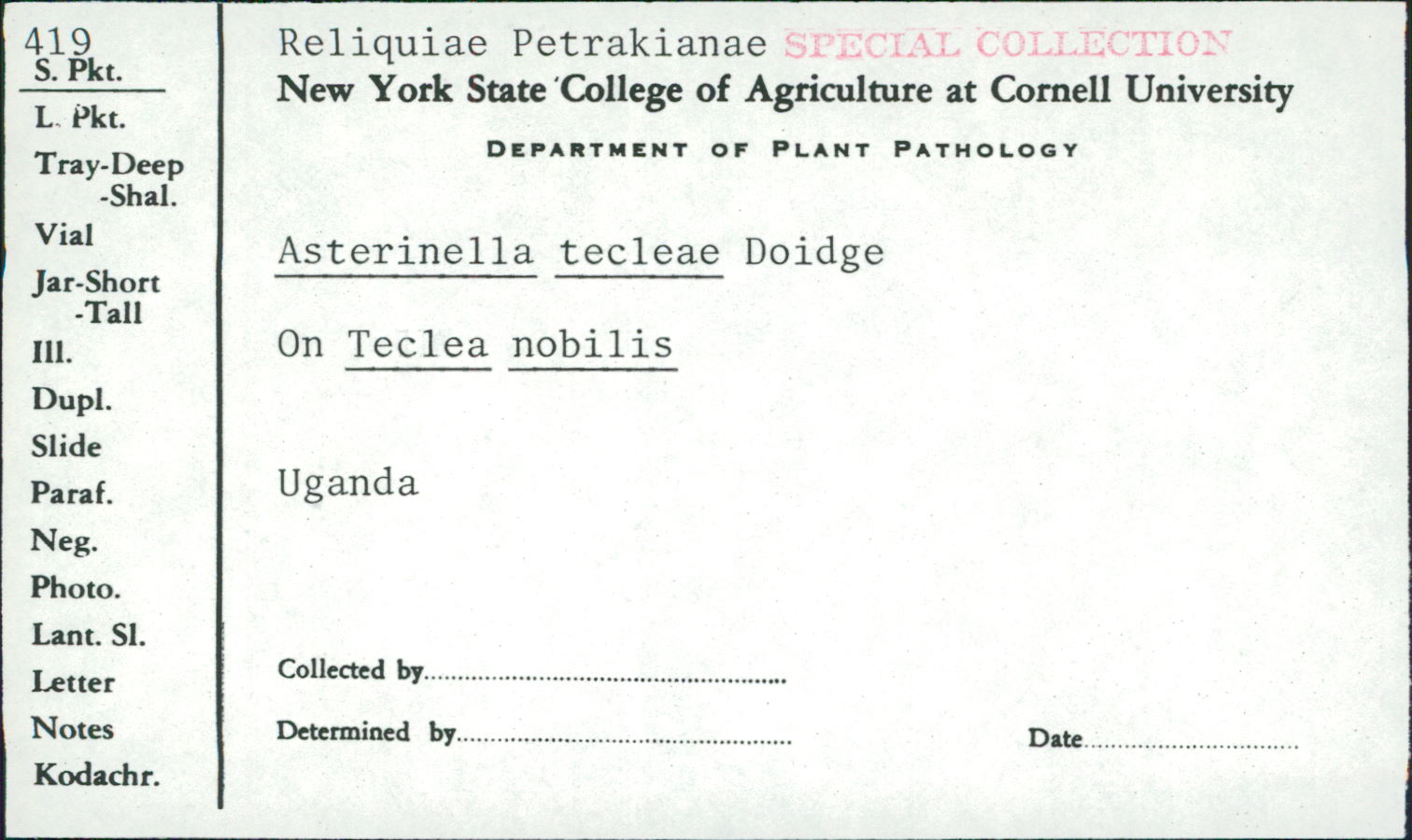 Asterinella tecleae image