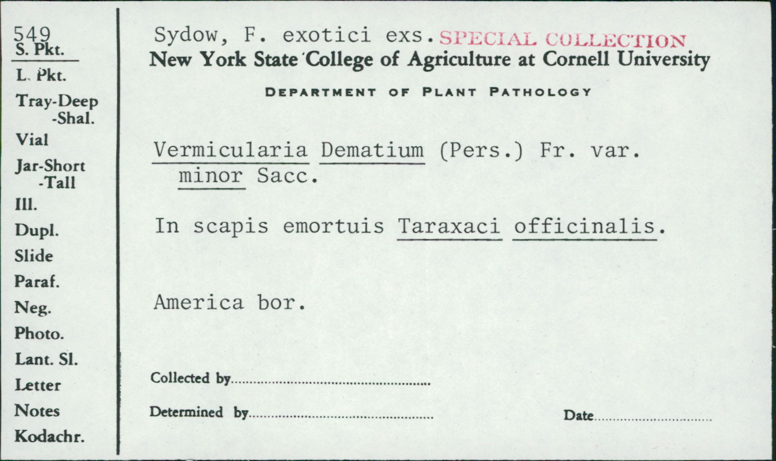 Vermicularia dematium var. minor image