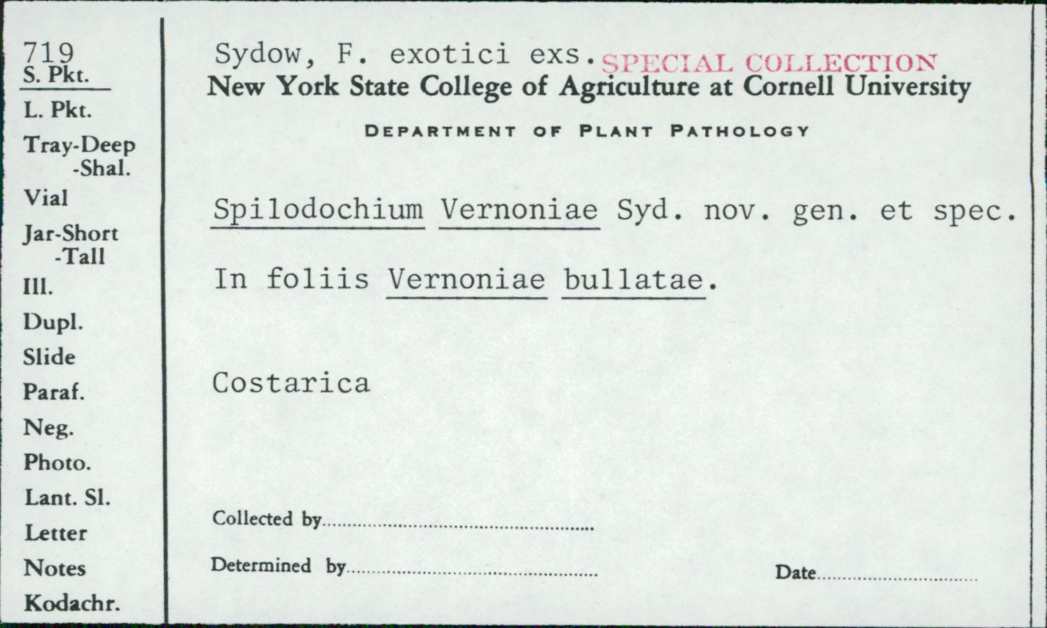 Spilodochium image