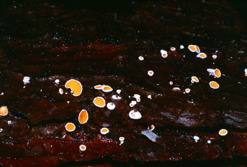 Lachnellula microspora image