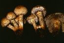 Pholiota kodiakensis image