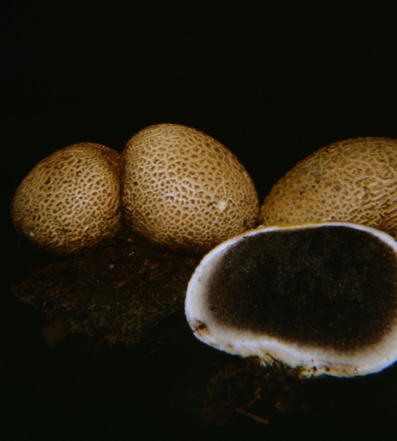 Sclerodermataceae image