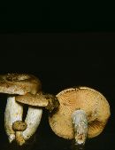 Lactarius maculatus image