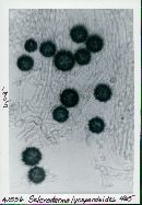 Scleroderma lycoperdoides image