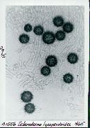 Scleroderma lycoperdoides image