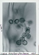 Tulostoma fibrillosum image