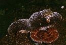 Daedaleopsis confragosa image