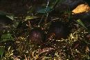 Lycoperdon floccosum image