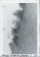 Lycoperdon glabellum image