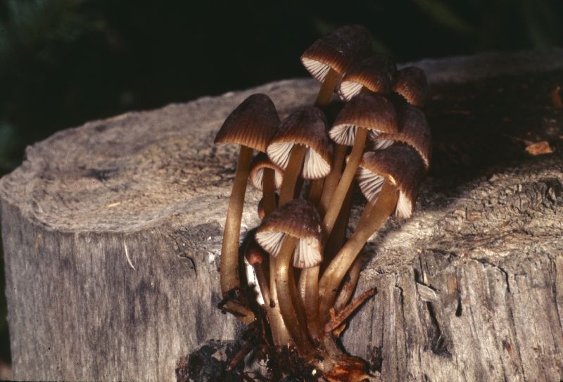 Mycenaceae image