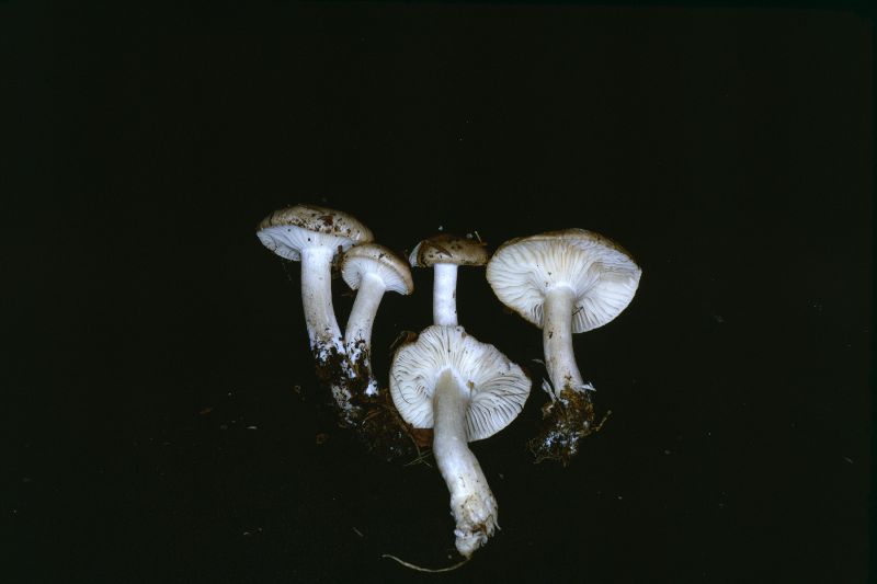 Hygrophorus fuscoalbus image