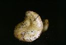 Lactarius aspideoides image