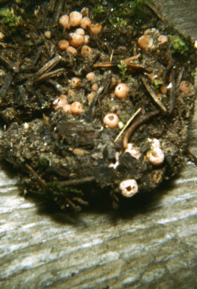 Leucoscypha rhodoleuca image