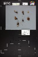 Cortinarius cyanites image