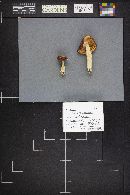 Russula paludosa image