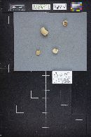 Oligoporus leucospongia image