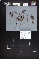 Psathyrella limicola image