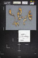 Clavariadelphus pistillaris image