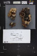 Meripilus giganteus image