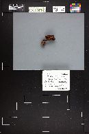 Cortinarius cupreorufus image