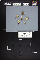 Limacella delicata var. glioderma image