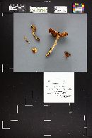 Cortinarius trivialis image