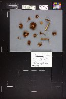 Pholiota marginella image