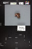 Cortinarius clandestinus image