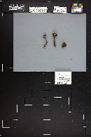 Cortinarius malicorius image