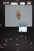 Cortinarius caerulescens image