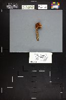 Gymnopilus terrestris image