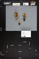 Cortinarius glaucopoides image
