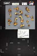 Cortinarius polymorphus image